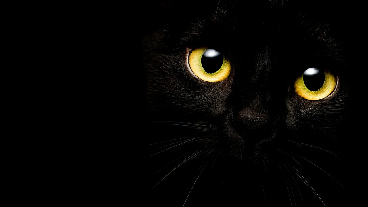 Фильм Я — кот (2023)