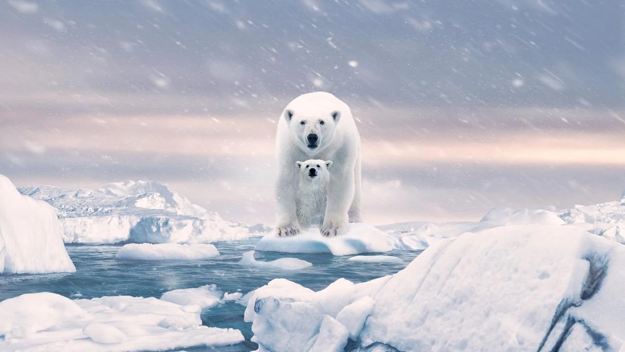Фильм Белая медведица (2022)