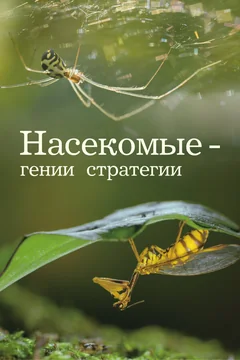 Сериал Насекомые — гении стратегии (1 сезон)